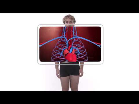 Människokroppen: Hjärtat och blodomloppet Trailer (1761KM)