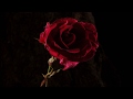 Red Rose Flower Opening And Dying Time Lapse
