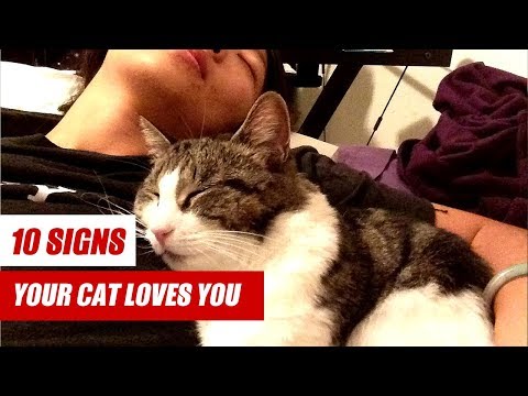 Why Does My Cat Lick Me?  | 10 SIGNS your cat LOVES you