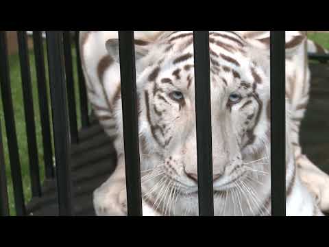 Tiger Exhibition Saudi Arabia