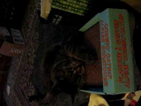 Jade's Range of Emotions