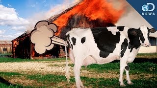 Cow Farts Blow Up A Barn!