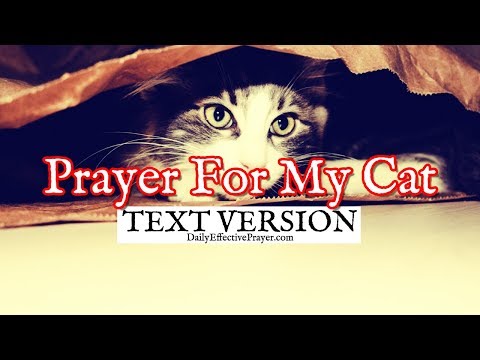 Prayer For My Cat (Text Version - No Sound) Video