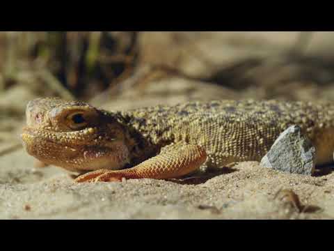 Agama lizard