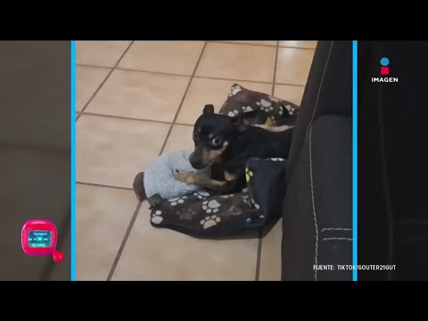Perrito enfurece al escuchar el nombre de Xóchitl Gálvez | Qué Importa