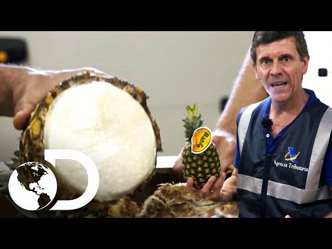 Pineapples stuffed with cocaine | Border control | Discovery Latin America
