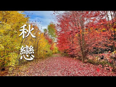 秋戀- 《 江東 》✨ 榮獲香港國際音樂節金獎。歌聲深沉纏綿，打動人心，猶如一壺陳釀老酒，越喝越迷&hellip;✨