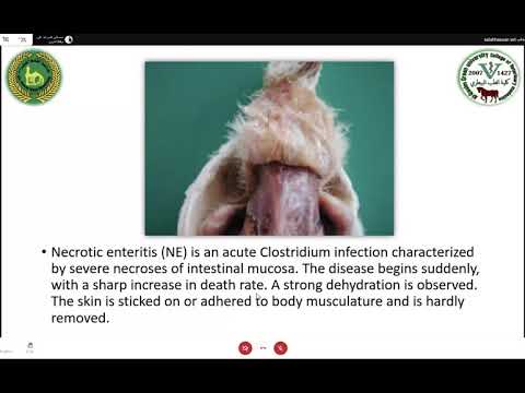 , title : 'امراض الدواجن/necrotic enteritis in chickens+Avian Spirochetosis'