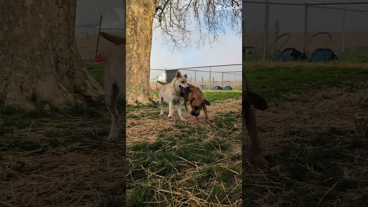 Enlarge Luna, a Adoptable mixed breed in Archbold , OH video 5/5