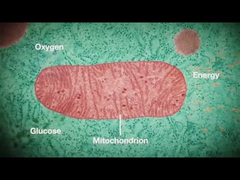 Wooden Ambulance - Let's Try [Official video]