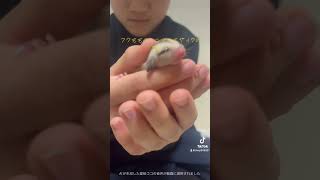#癒し #sugarglider #可愛い #フクモモベビー #かわいい #フクロモモンガ #エゾモモンガ #ペット #エキゾチックアニマル #札幌市#ブリーダー#北海道