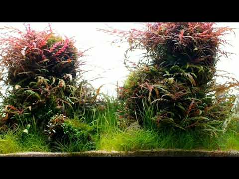 Nature Aquarium Aquascape - HD Cinematic by Aqua Nature Malaysia