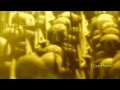 Amaseffer - Land of the Dead 