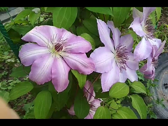 Клематис Серафина