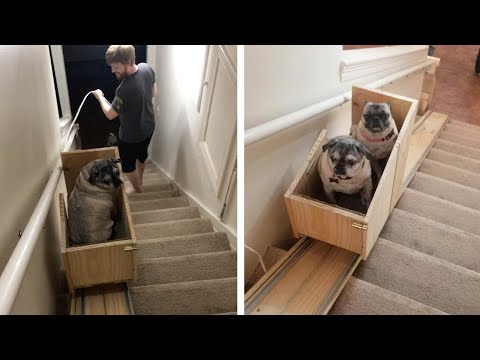 YouTube video about: How to carry a large dog upstairs?