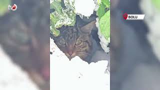 Yaban Kedisi Fotokapanla Görüntülendi