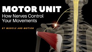 Understanding Muscle Contraction: How Nerves Control Your Movements