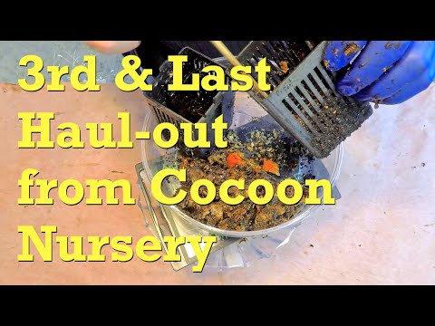 Final cocoon nursery haul-out adding to newest bin's worm count - vermicompost