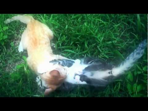 Pelea de Gatos
