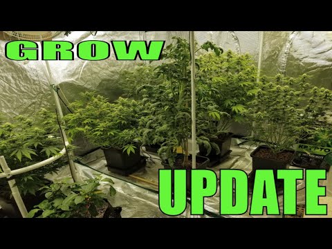 Full Garden Update. Cafe Racer, Agent Orange And Some New Auto's. #MarsHydro #ILGM #RocketSeeds