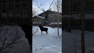 A Mangy Moose outside The Mangy Moose Saloon in Jackson Hole Ski Resort.   #shorts