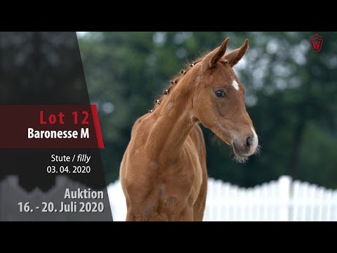 Westfälische Online Auktion 16. - 20. Juli: Lot 12 Baronesse M Stute v. Belissimo M - Sir Heinrich