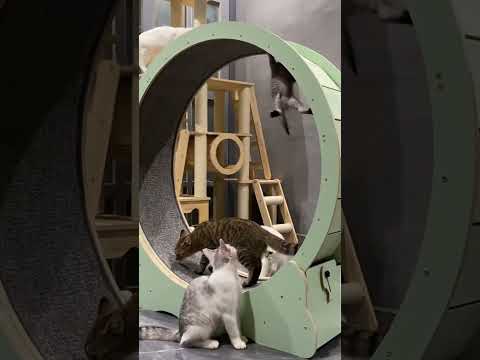 🐱 Su hermano lo lanzó en la rueda