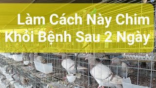 Anh Nông Dân Chỉ Cách Cho Chim Uống Thuốc Hiệu Quả 100%