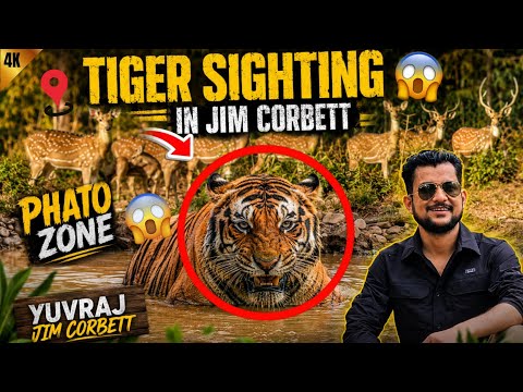 TIGER SIGHTING 😱 PHATO ZONE | Talab Mein Aaram Farmaata Royal Tiger 🐯 #yuvrajjimcorbett 
