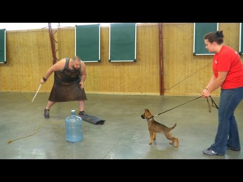 download lagu mp3 mp4 German Shepherd Guard Training, download lagu German Shepherd Guard Training gratis, unduh video klip German Shepherd Guard Training