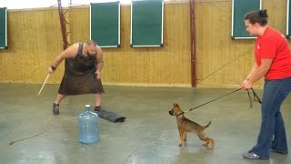 Super Power Puppy "Irma" 11 Wks German Shepherd Sable Early Personal Protection Development Dog Sale