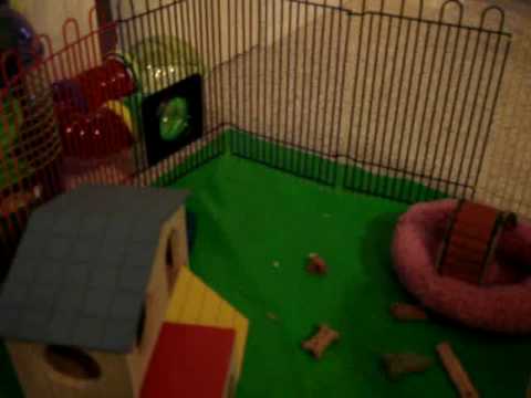 Chelada our Dwarf Russian Hamster's Vacuuming food