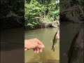Catch small creek bass in eddies! #creeklife #fishing #smallcreek