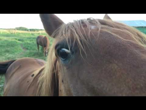 Oh, I have horses too!  Introducing Ace and Bud