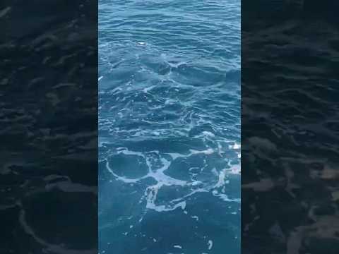 How to Get from Baltra Airport to San Cruz