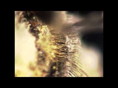 3DMRV  Red Flower & Fly 1080p 3D Motorized Rotational View   Hirox Digital Microscope KH 8700