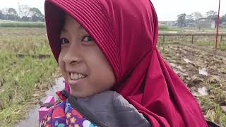 Download lagu Qiyami Ride a train in the rice field area mp3