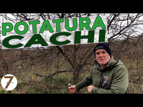 Potatura del Cachi potare il Kaki come e quando
