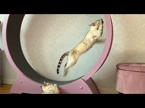 Бенгальский кот в колесе. Снежные Бенгалы || Snow Bengal cat in a wheel