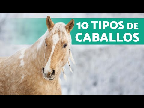 , title : '¿Cuántos TIPOS de CABALLOS Existen? 🐎 (10 Razas de Caballos y sus Características)'