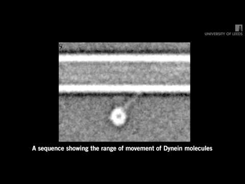 Motor proteins caught “swinging on monkey bars”