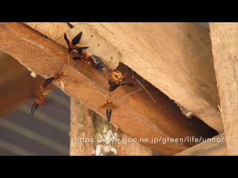 オオキバドロバチのメスの獲得戦　Synagris cornuta