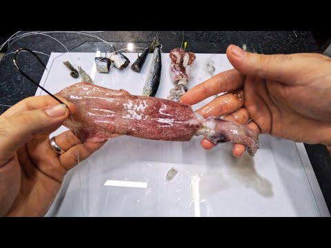 How To Hook Bait Like a Pro The Right Way to Rig Live and Dead Fishing Baits