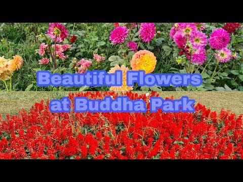 Beautiful Flowers 🌸💐at Buddha Park ବୁଦ୍ଧ ଜୟନ୍ତୀ ପାର୍କ II Niladri Vihar ll Bhubaneswar