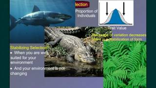 Evolution Part 2B: Natural Selection in Action