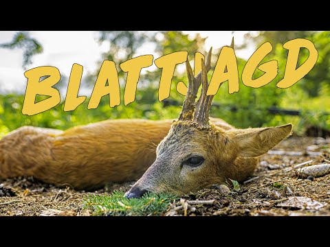 Richtig Blatten - so klappt es mit dem Platzbock. Geartester Blattjagd
