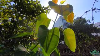 Welcome to Mint Homestay Nha Trang