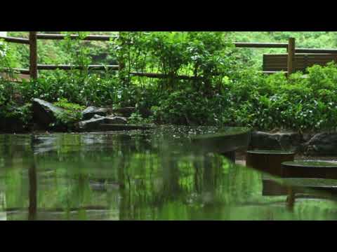 Leichte Regentropfen, Sanfte Regengeräusche zum Einschlafen, Lernen, Meditieren und Entspannen