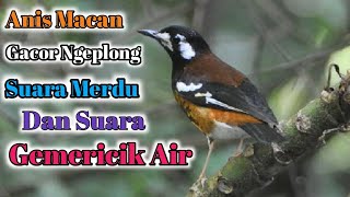 Download lagu Anis Macan Gacor Ngeplong Suara Merdu#Anismacangacor#Masterananismacan#Burunganismacan mp3