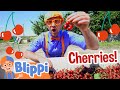 Blippi Visits A Cherry Farm Blippi Full Episodes Healthy Eating For Children Blippi Toys